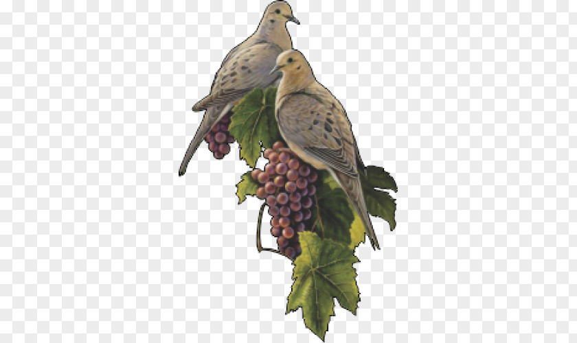 Bird Columbidae Common Grape Vine Mourning Dove PNG