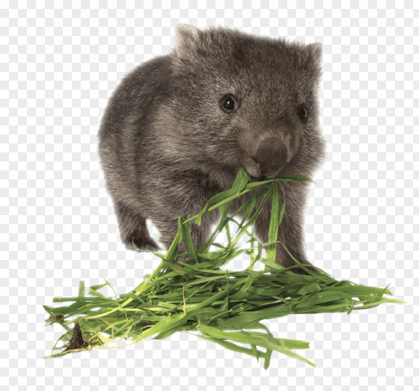 Eating Tasmania Wombat Giraffe Koala Rat PNG