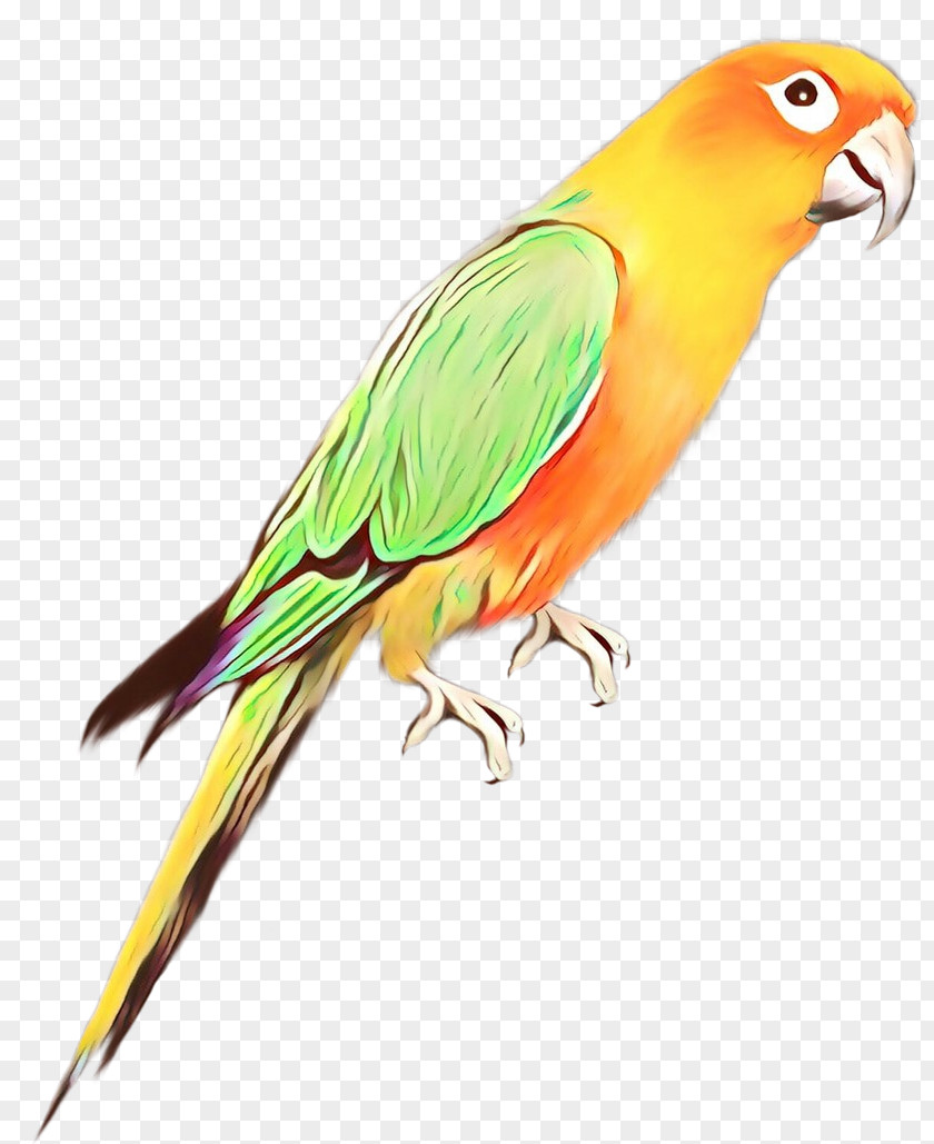 Lovebird Macaw Parakeet Beak Feather PNG
