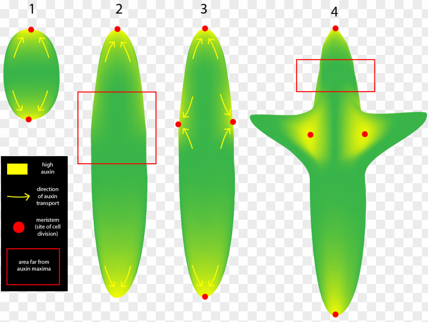 Plant Auxin Meristem Development Cell PNG