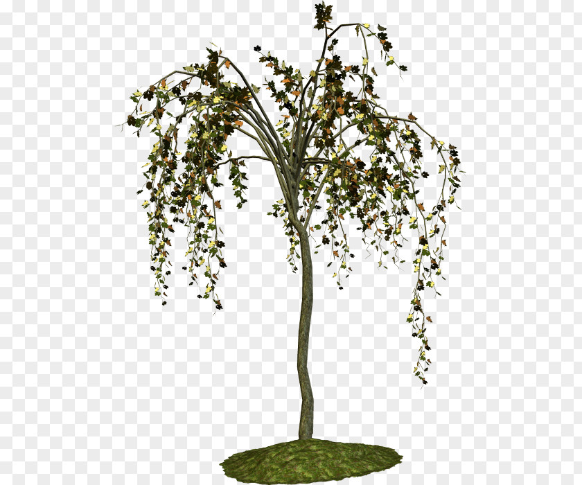 Plant Stem Birch Shrub Tree PNG