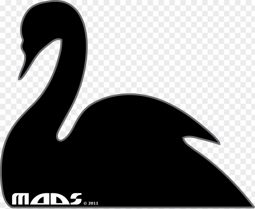 Swan Goose Duck Black Water Bird PNG