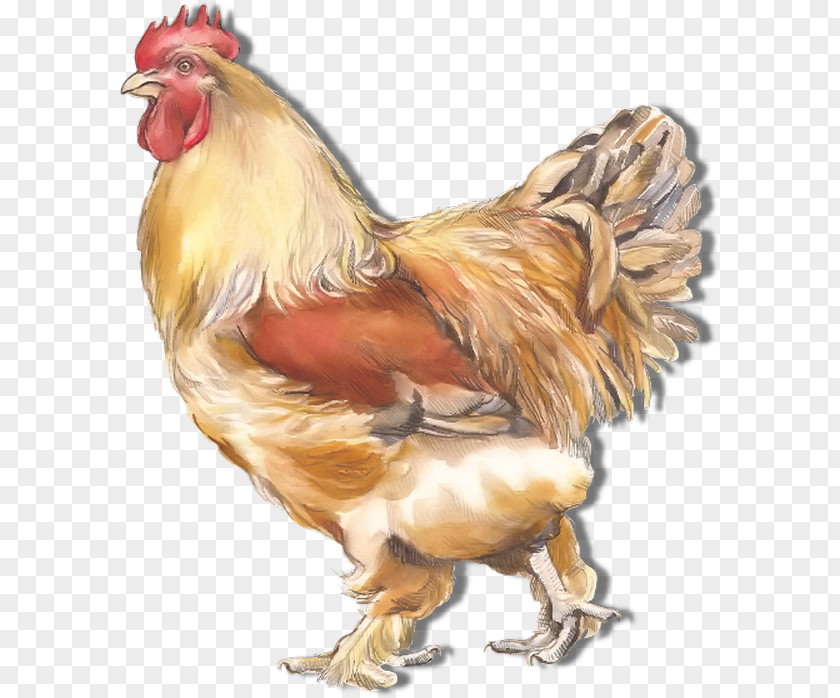 Chicken Rooster Clip Art PNG