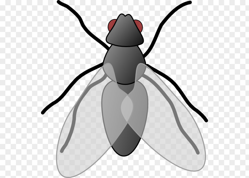 Fly Desktop Wallpaper Clip Art PNG