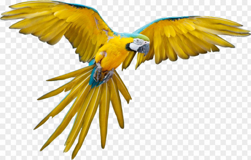 Parrot Bird Flight PNG