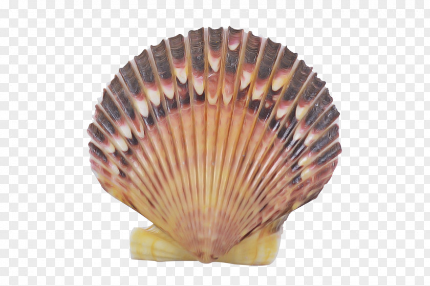 Seafood Hand Fan Shell Cockle Scallop Bivalve Clam PNG