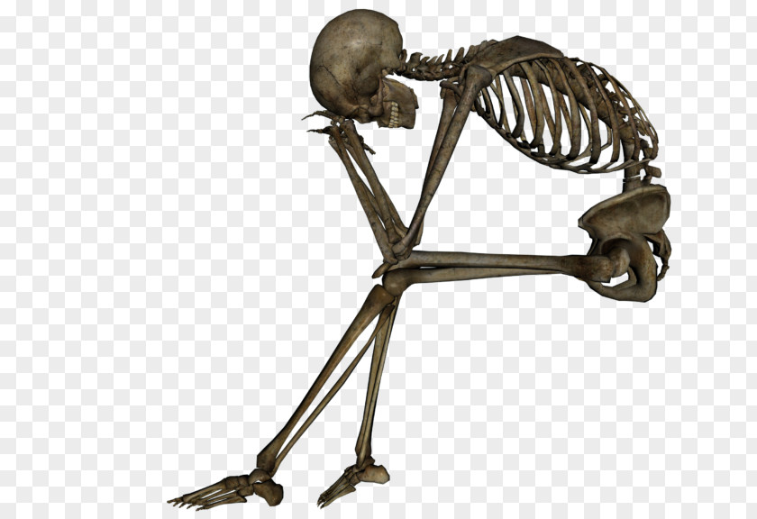 Skull Human Skeleton Death Bone PNG