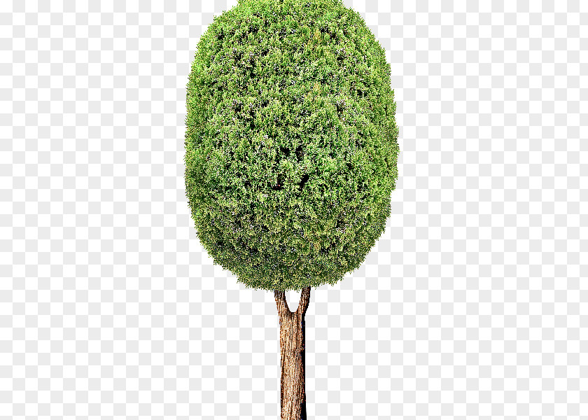 Tree Green Plant Grass Woody PNG