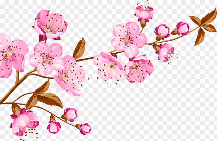 Vector Cherry Blossoming Birthday Wish Wedding Invitation Gratitude Happiness PNG