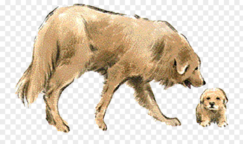 A Golden Retriever Dog Breed PNG