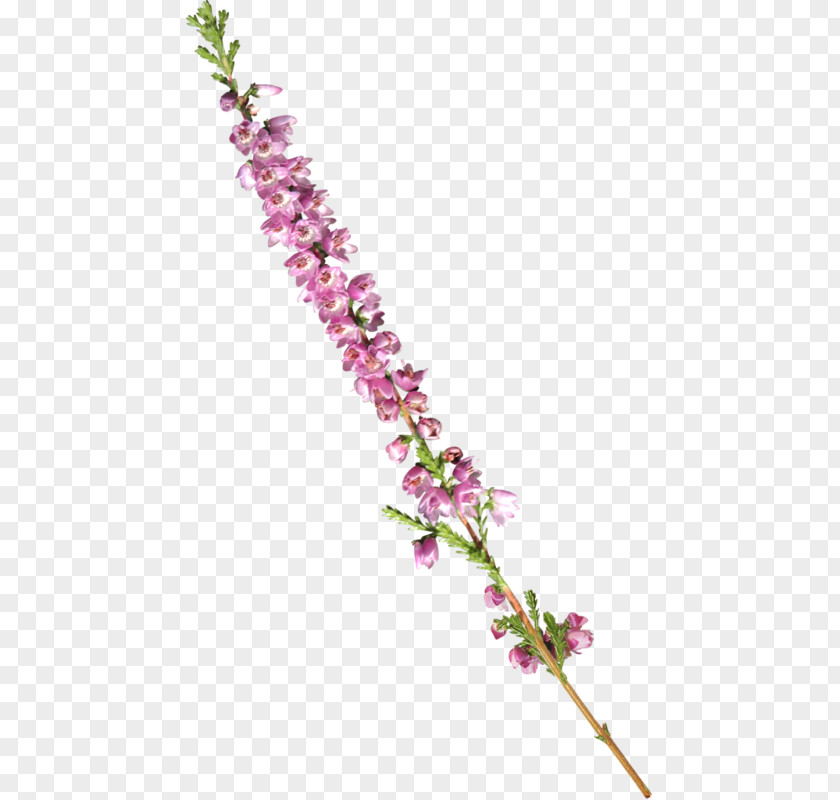 A Lilac Flower Clip Art PNG