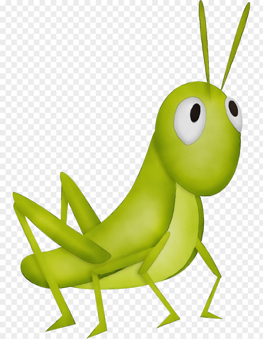 Animation Cricketlike Insect Watercolor Drawing PNG