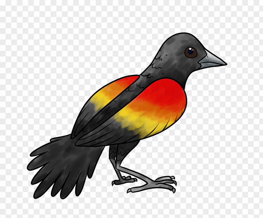 Feather Beak Finch Fauna PNG