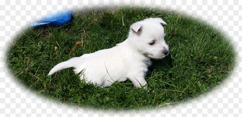 Puppy West Highland White Terrier Shepherd Rare Breed (dog) Companion Dog PNG