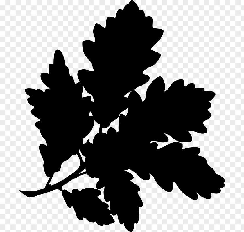 Acorn English Oak Water Sessile Gambel Botanical Illustration PNG