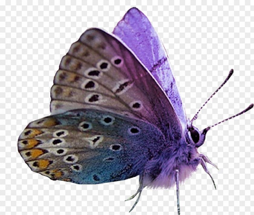 Butterfly Moth Purple Clip Art PNG