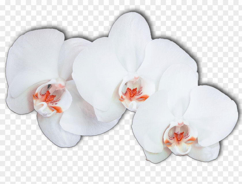 Moth Orchids Ping Flower PNG
