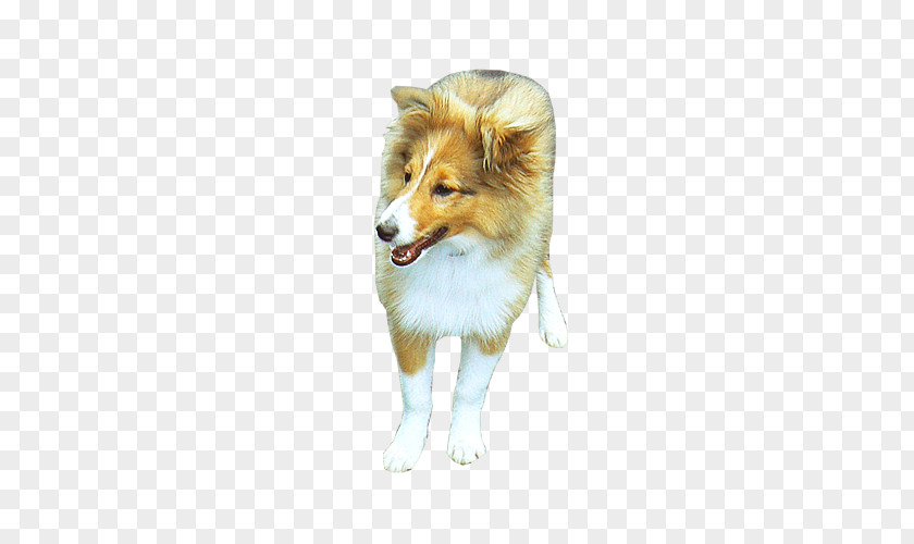 Schnappi Rough Collie Shetland Sheepdog Icelandic Dog Breed Old English PNG