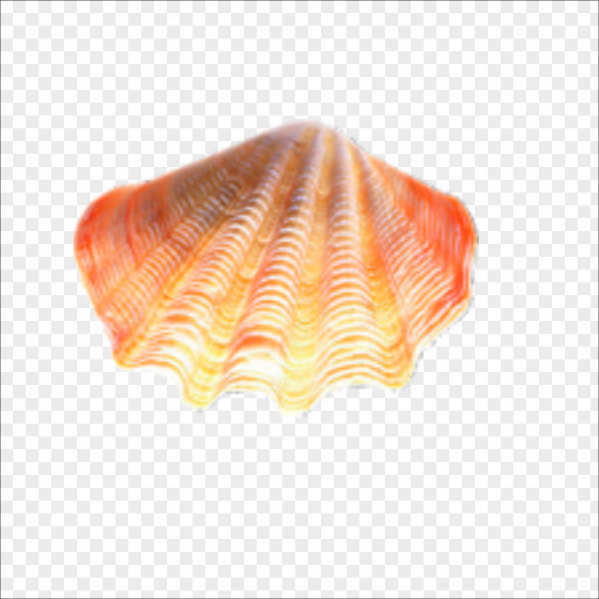 Seashells Seashell PNG