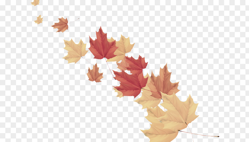 Deciduous Maple Leaf PNG