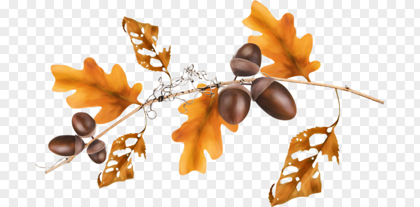Leaf Oak Cluster Clip Art PNG