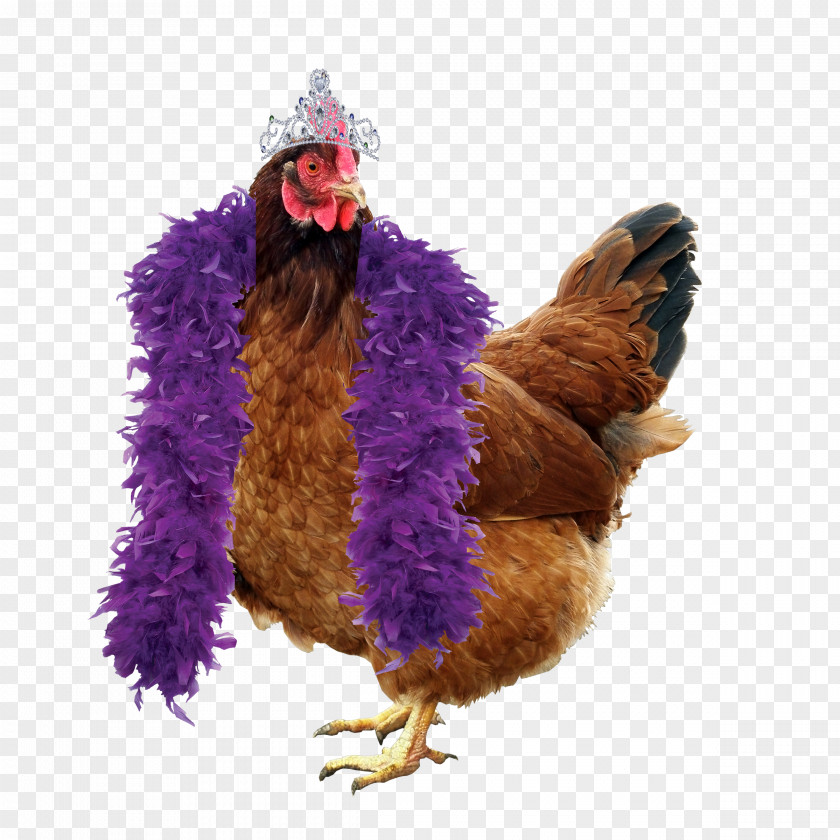 Rooster Chicken Coop Duck Hen Poultry PNG
