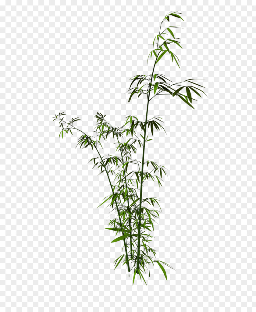 Tree Bamboo Download Clip Art PNG