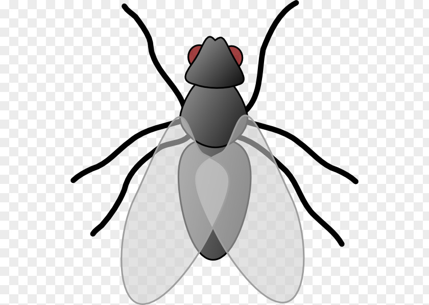 Mantis Cartoon Cliparts Fly Clip Art PNG