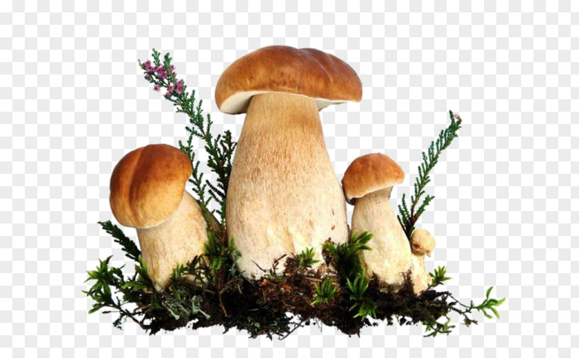 Mushroom Stock Photography Royalty-free PNG
