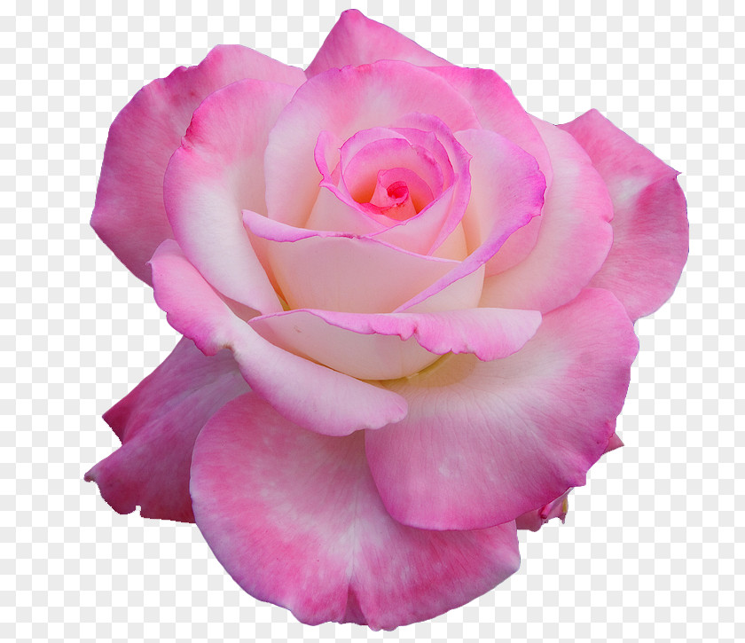 Pink Rose Flower Hybrid Tea Nancy's Salon Clip Art PNG