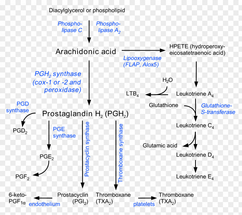 Prostaglandin Prostacyclin Thromboxane Eicosanoid Arachidonic Acid PNG
