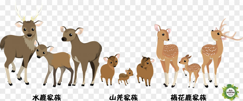 Sika Deer Formosan Sambar Reeves's Muntjac Taiwan PNG