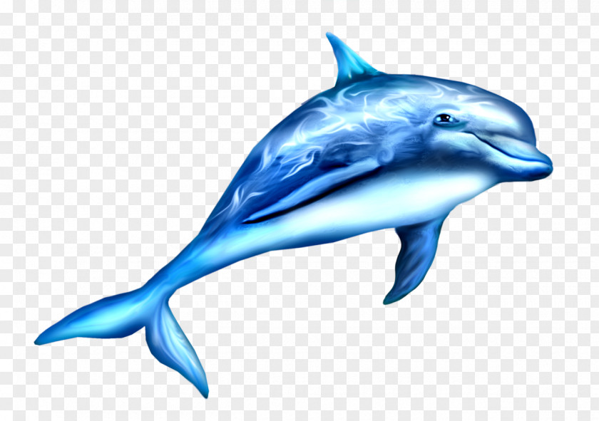 Underwater River Dolphin Killer Whale Oceanic PNG