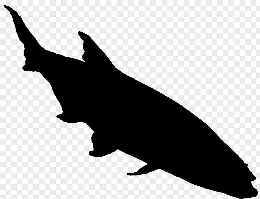 Dolphin Clip Art Fauna Silhouette Beak PNG