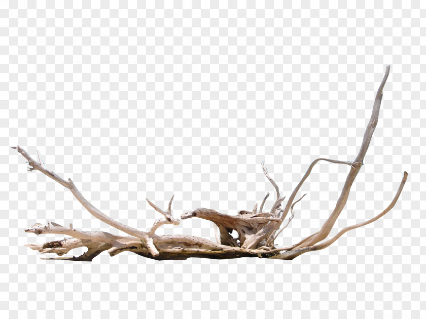 Element Driftwood Photography PNG