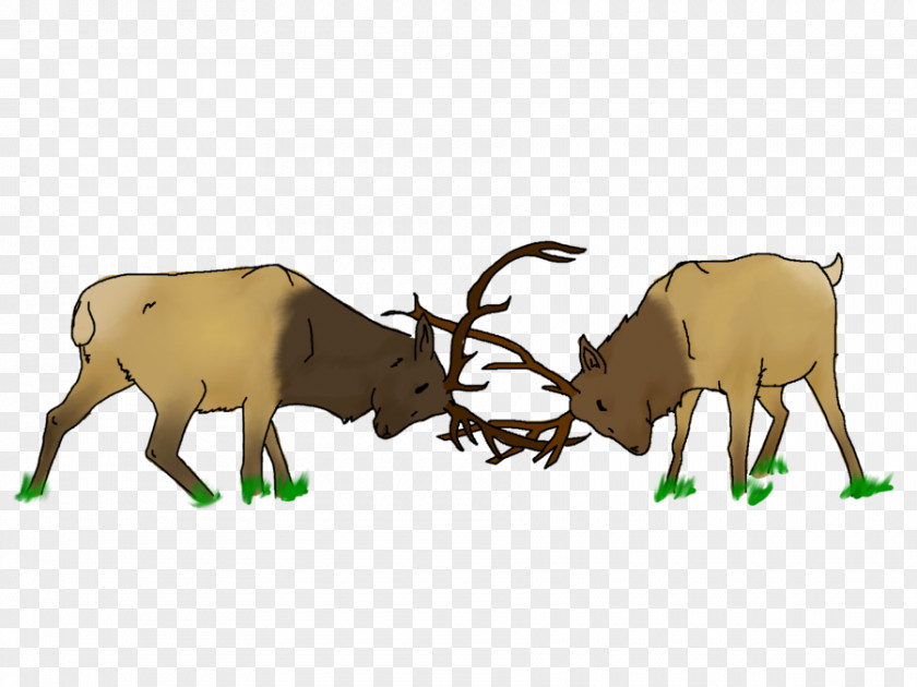 Fighting Elk Deer Drawing Antler PNG