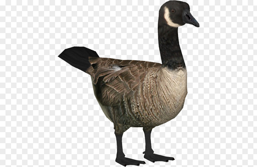 Goose Canada Bird PNG