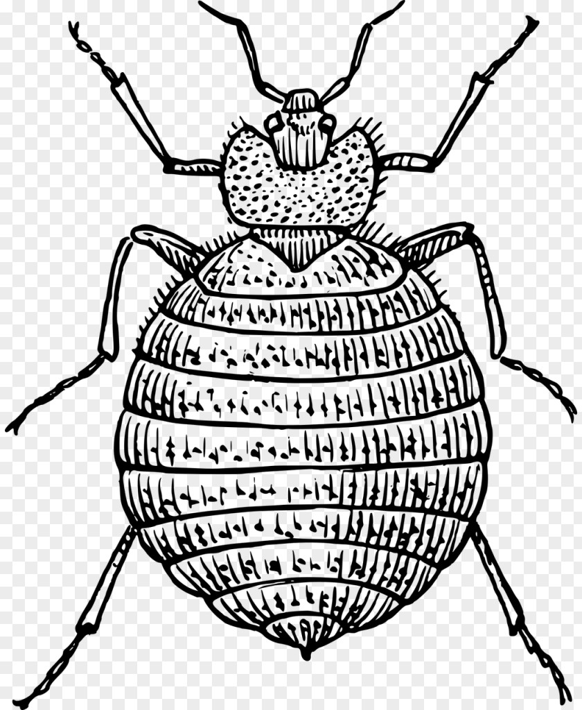 Insect Bed Bug Bite Drawing PNG