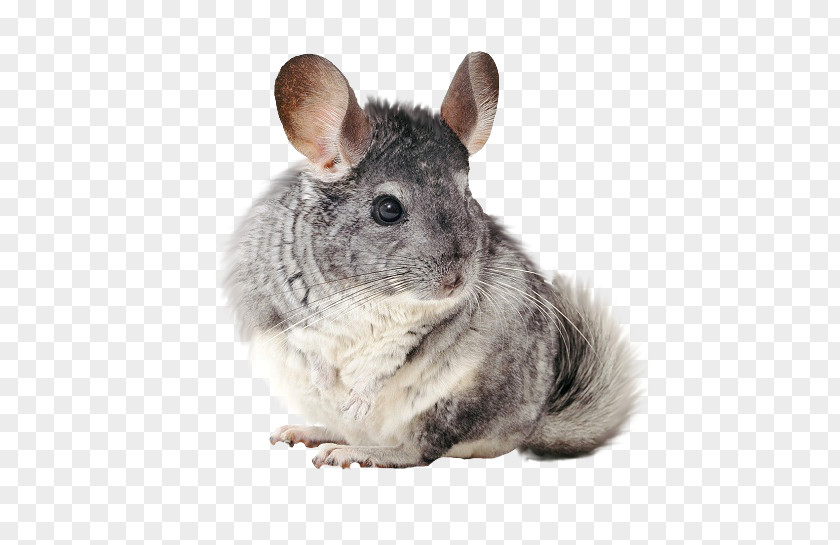 Long-tailed Chinchilla Rodent Short-tailed All About Chinchillas Pet PNG