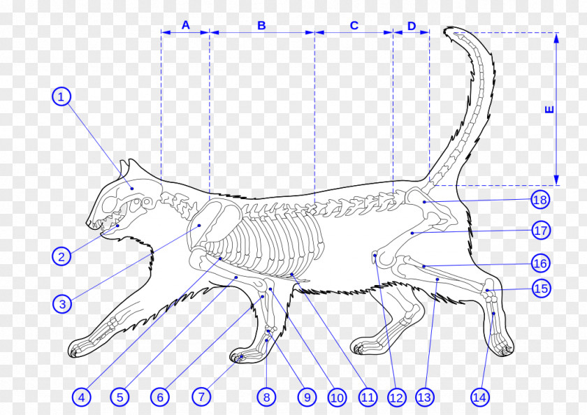 Skeletal Muscle Felidae Maine Coon Kitten Cat Anatomy PNG