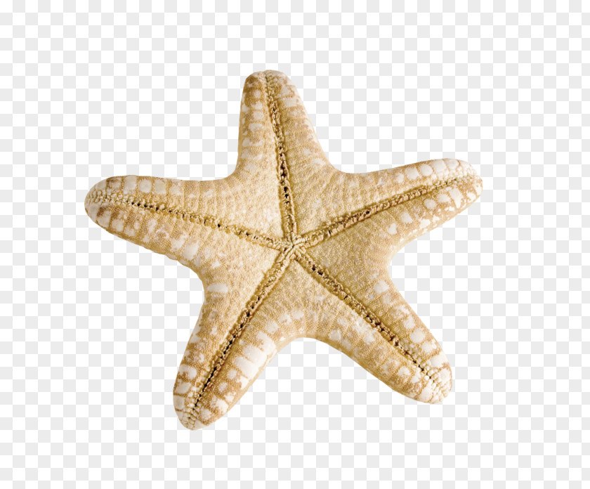Starfish Seashells Mollusc Shell PNG