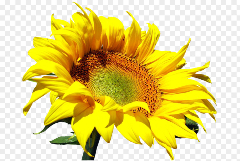 Sunflower Clip Art PNG