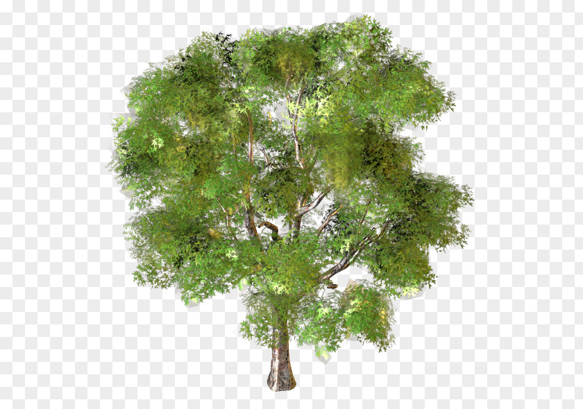 природа Tree Branch Garden Landscape Design PNG