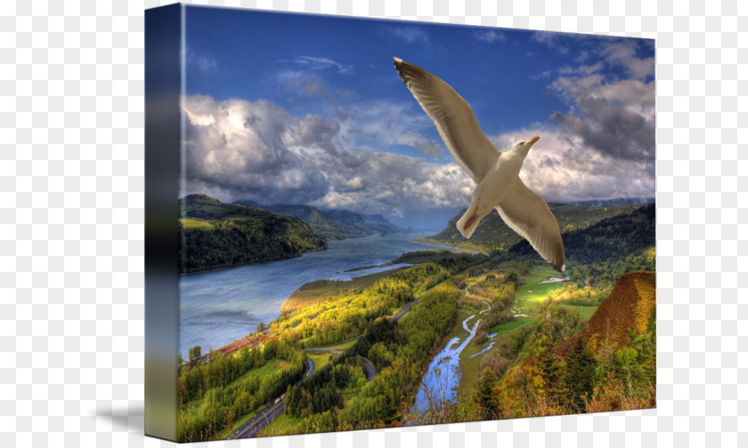 Columbia River Endodontics Gorge Gallery Wrap Ecosystem Wildlife Canvas PNG