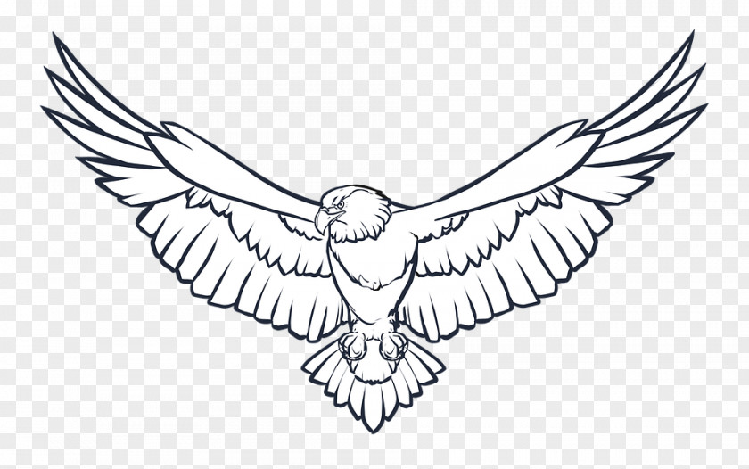 Eagle Bald Coloring Book Drawing PNG