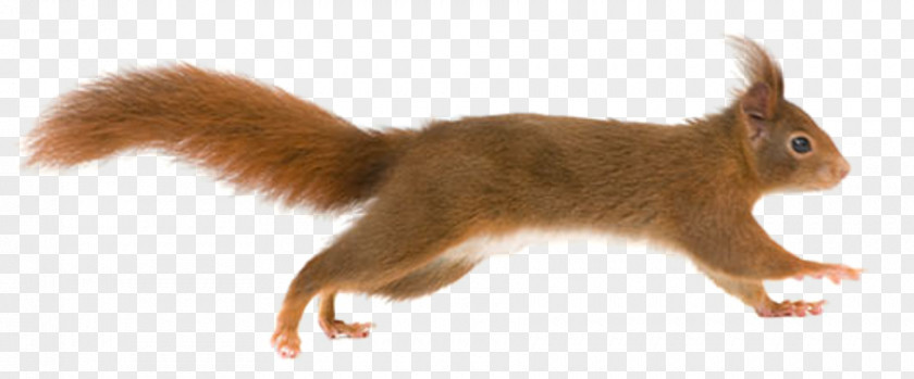 Fox Squirrel Tree PNG