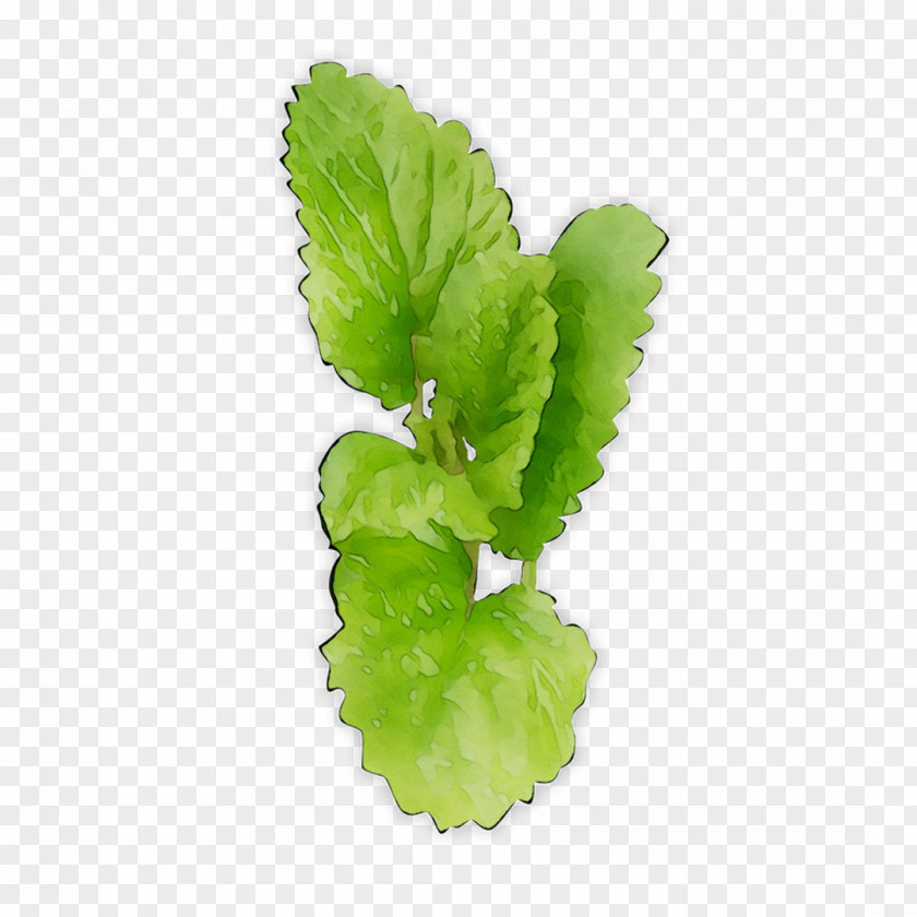 Leaf Greens Plant Stem Herb Plants PNG
