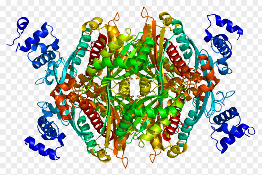 Regulation Of HMG-CoA Reductase Enzyme PNG