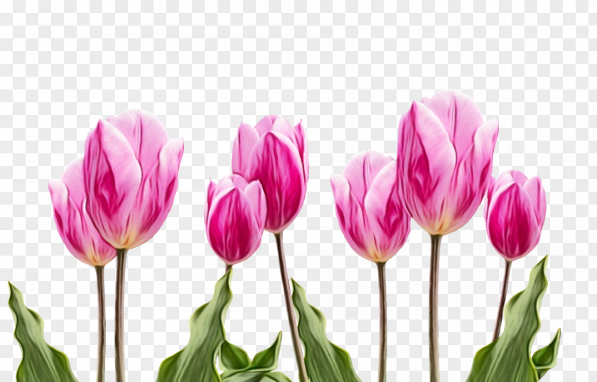 Tulip Cut Flowers Petal Plants PNG