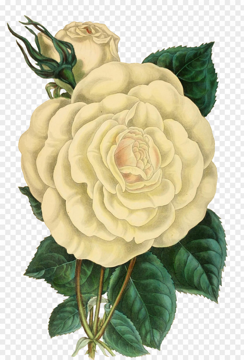 White Roses Rose PNG